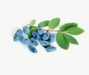 Конфитюр "Жимолость" Премьера N 3,5 кг